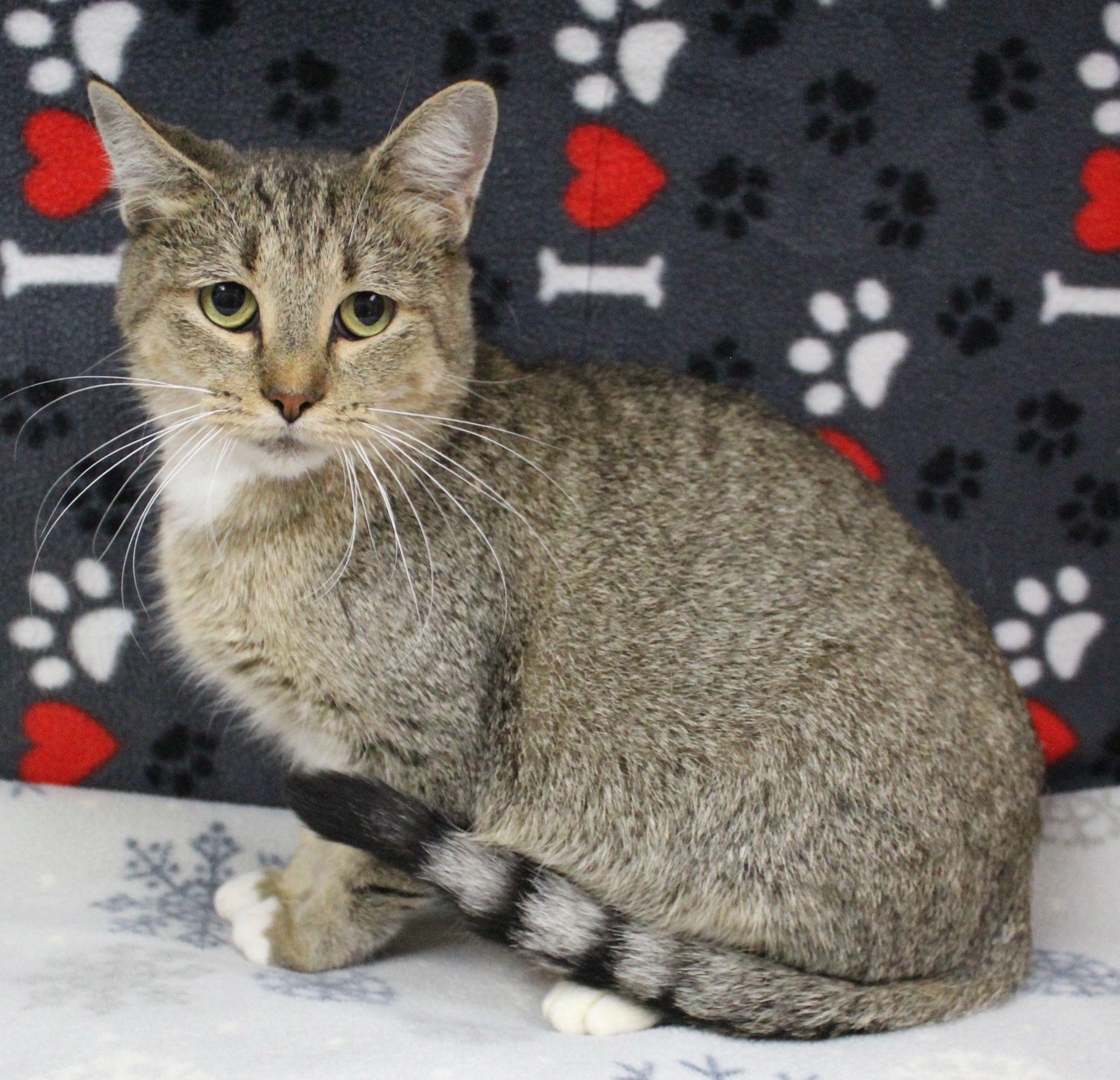 Enlarge Kimber, a Adoptable Domestic Short Hair in Portage, WI image 2/3