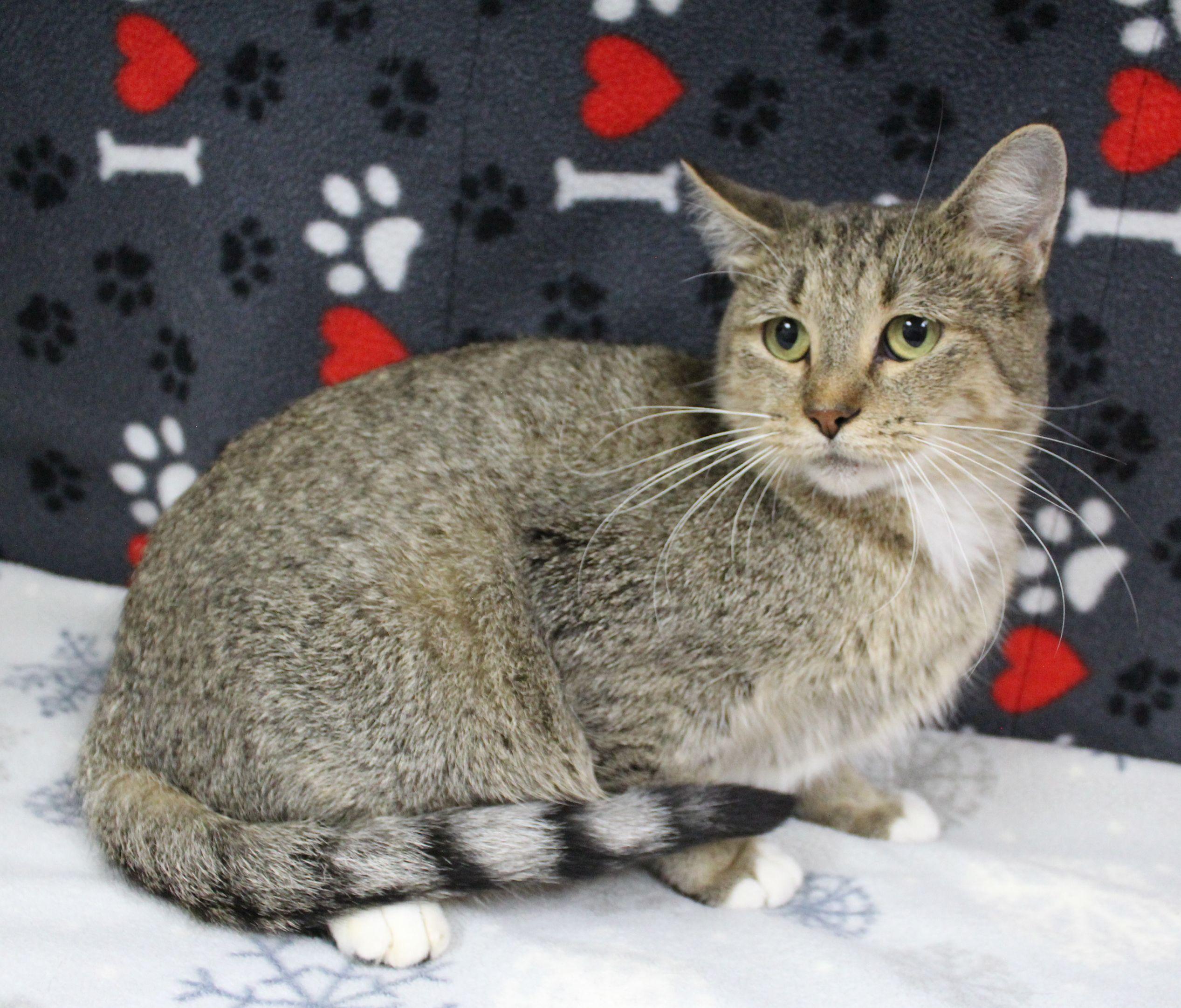 Kimber, Adoptable, Young Female Domestic Short Hair.