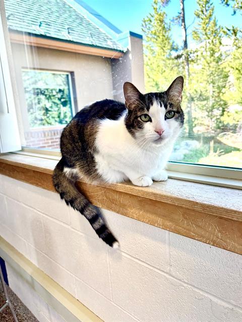 BEANS, Adoptable, Senior Male Domestic Short Hair.