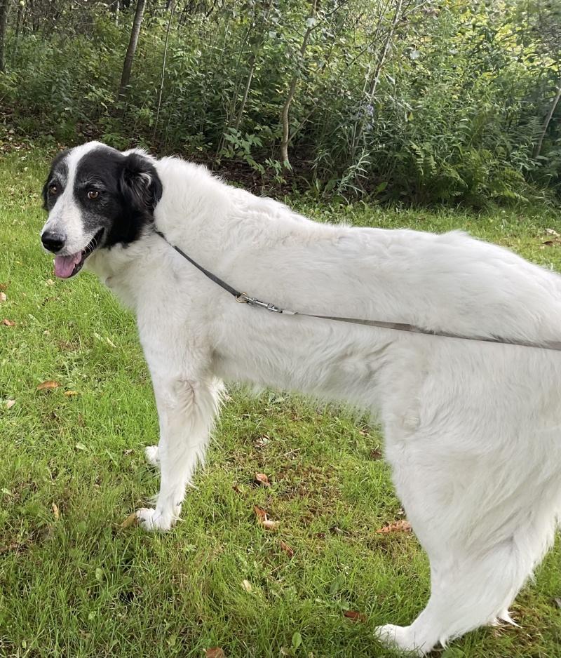 Ava, a ADOPTABLE mixed breed in Bancroft, ON image 2/4