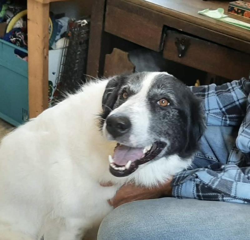 Ava, a ADOPTABLE mixed breed in Bancroft, ON image 4/4