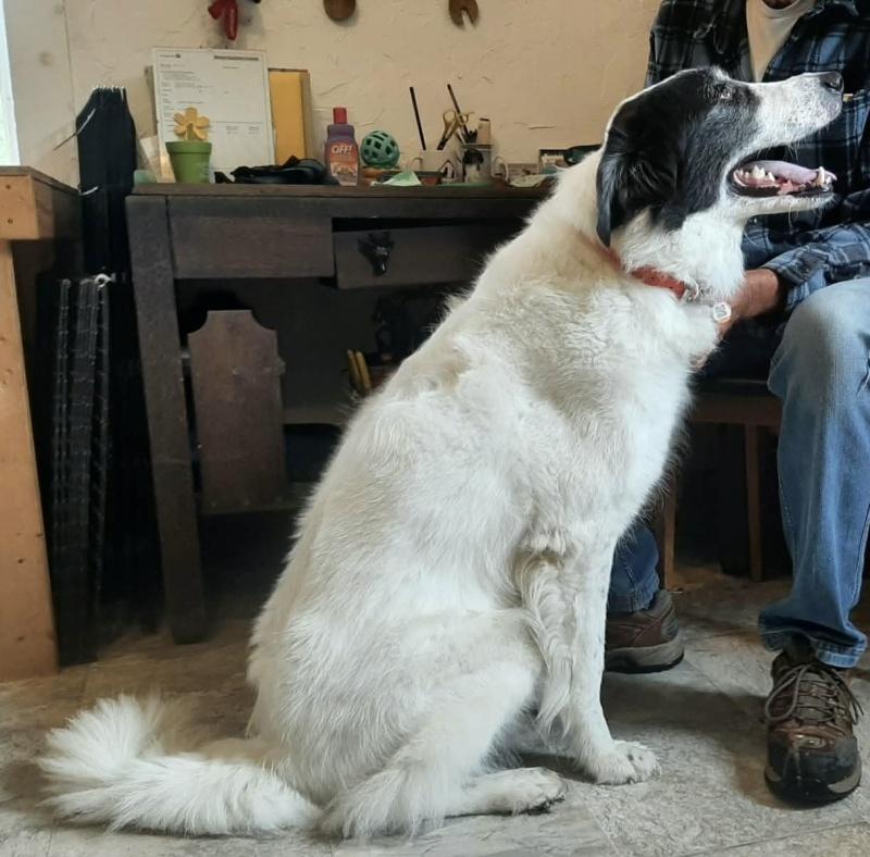 Ava, a ADOPTABLE mixed breed in Bancroft, ON image 3/4