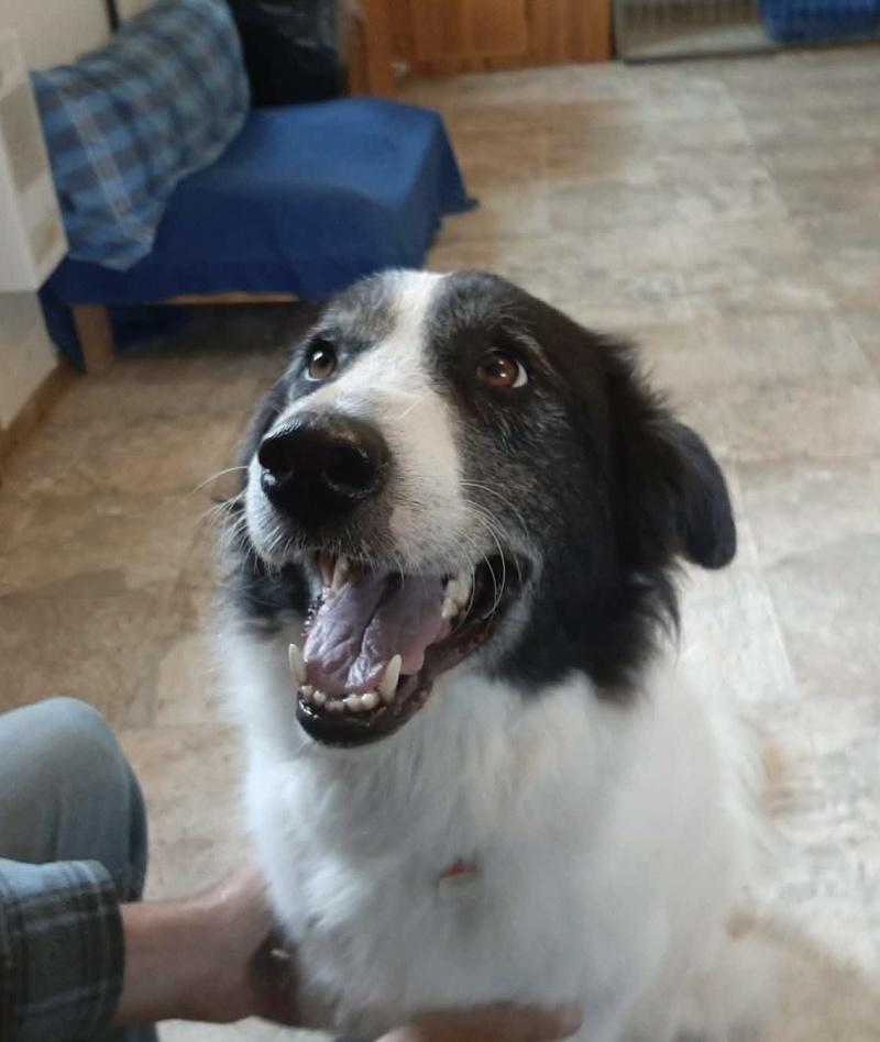 Ava, ADOPTABLE, Adult Female Great Pyrenees & Anatolian Shepherd.