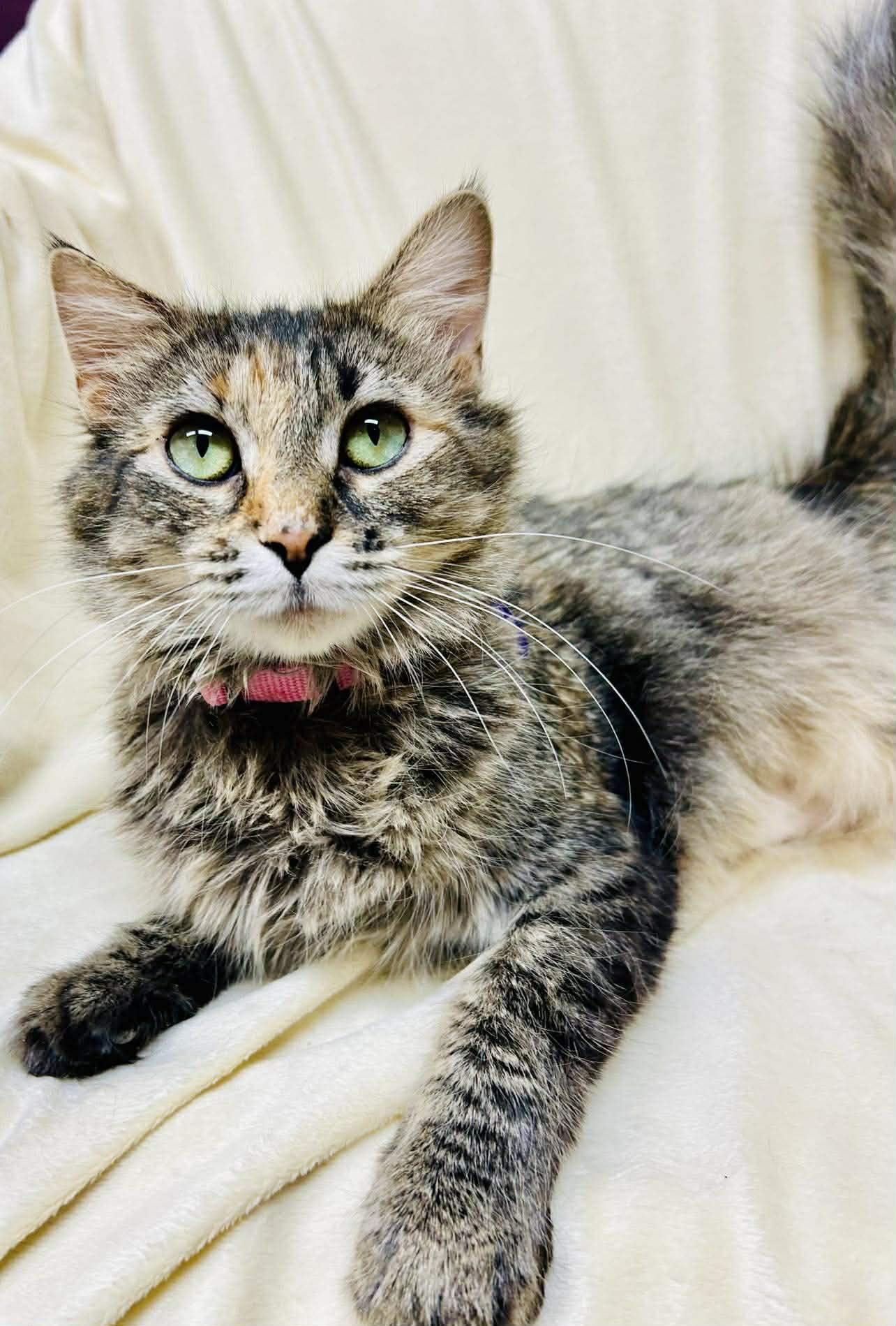 Enlarge Tansy , a ADOPTABLE Domestic Medium Hair in Alexandria, MN image 3/3