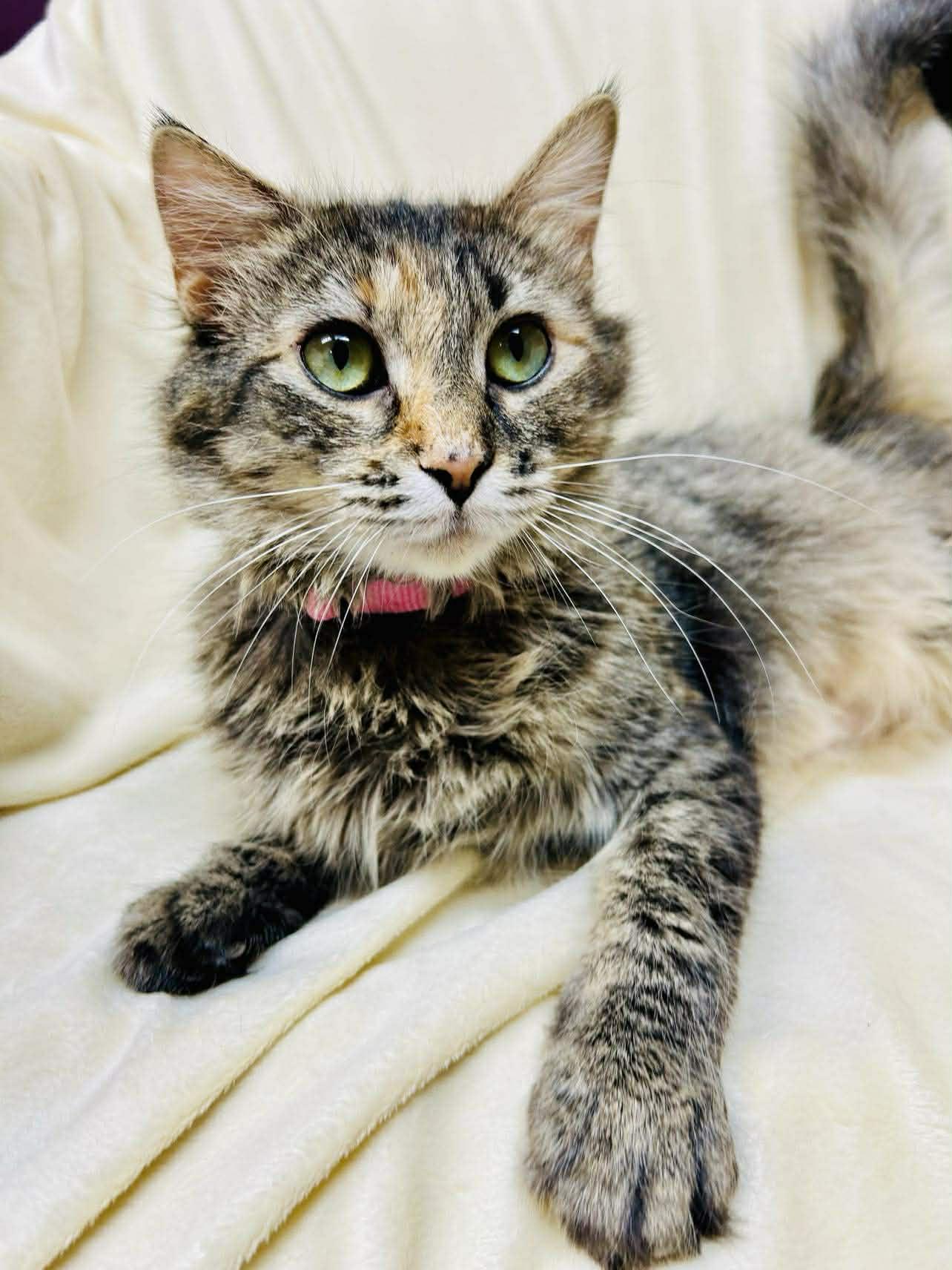Enlarge Tansy , a ADOPTABLE Domestic Medium Hair in Alexandria, MN image 1/3