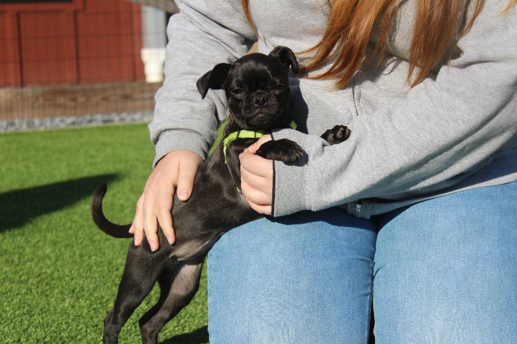 Enlarge Muskrat, an adopted mixed breed in Chestertown, MD image 2/4