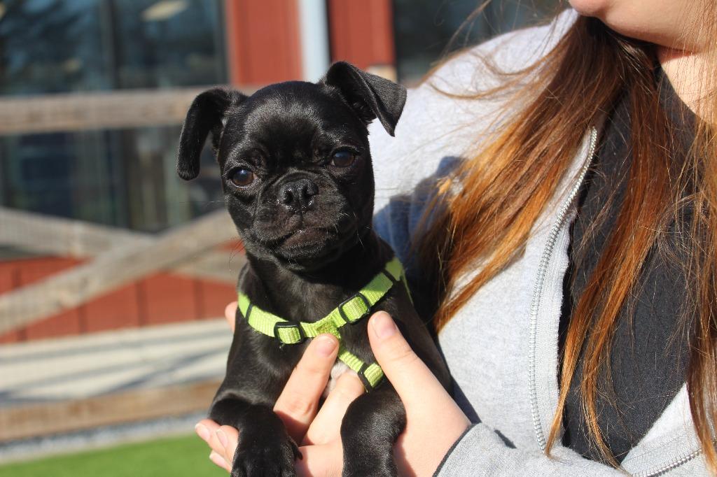 Muskrat, adopted, Puppy Female Pug & Chihuahua.