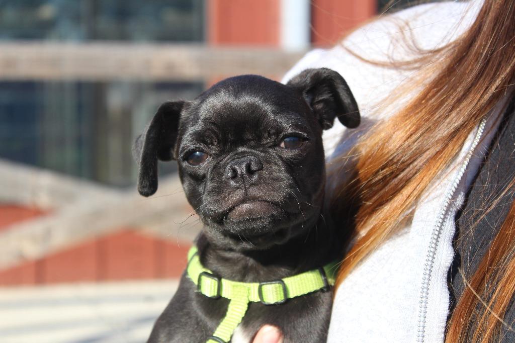 Enlarge Muskrat, an adopted mixed breed in Chestertown, MD image 4/4
