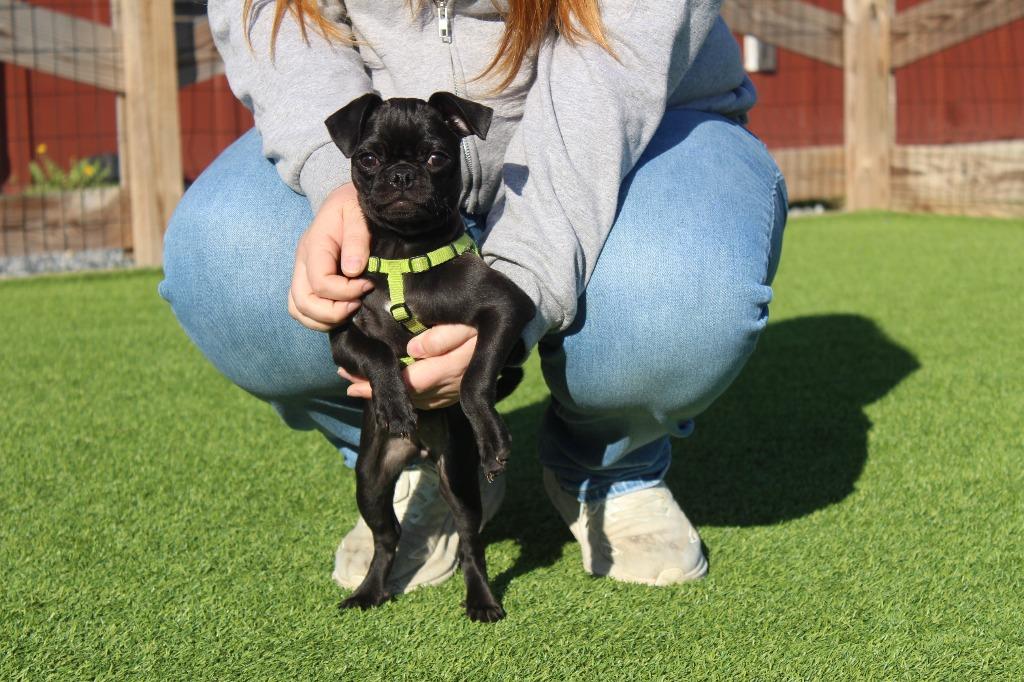 Enlarge Muskrat, an adopted mixed breed in Chestertown, MD image 3/4