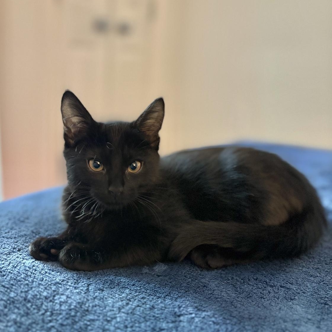 Enlarge Gretchen and Cady, a Adoptable Domestic Short Hair in New Orleans, LA image 6/6