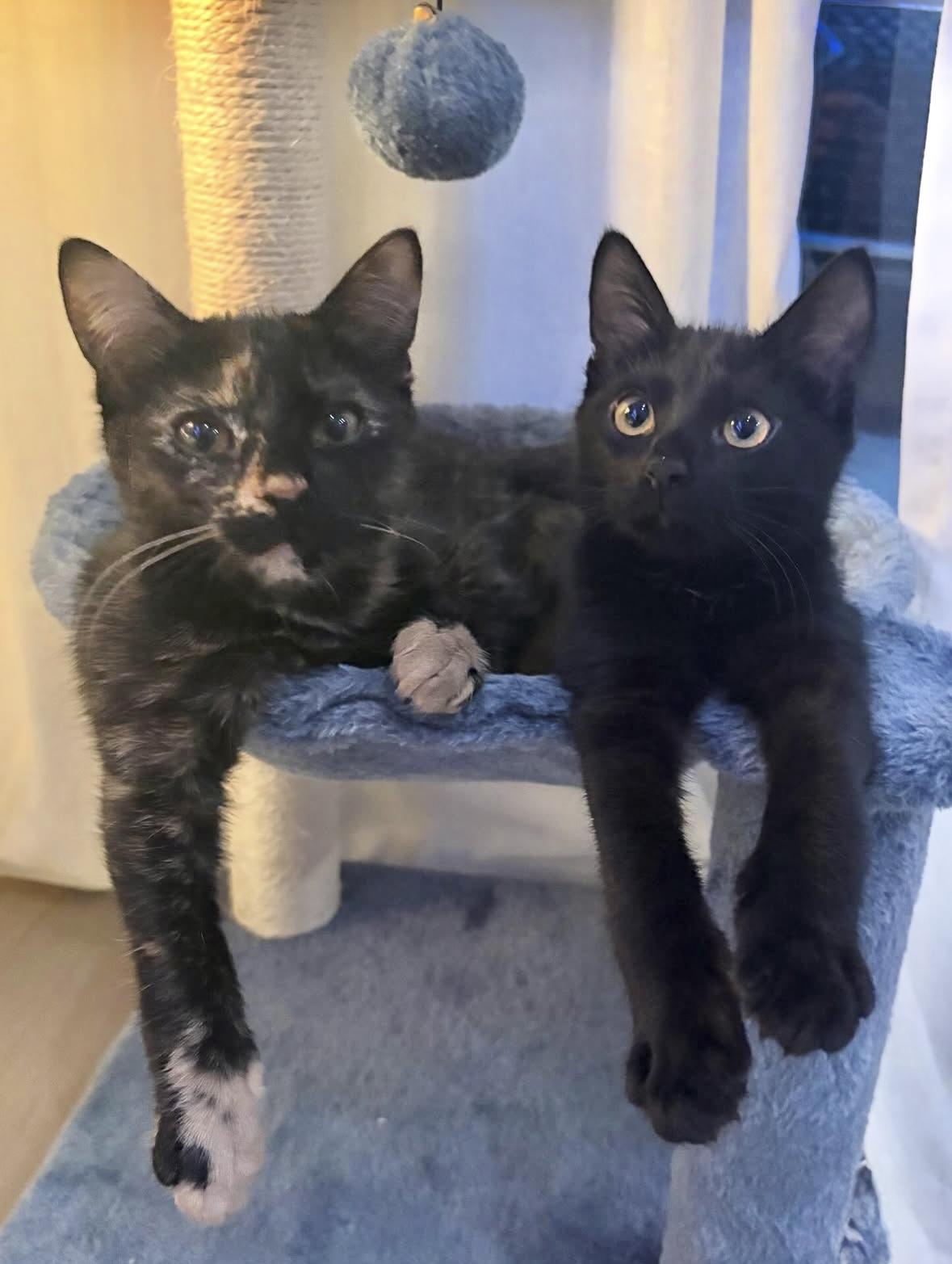 Gretchen and Cady, Adoptable, Kitten Female Domestic Short Hair.