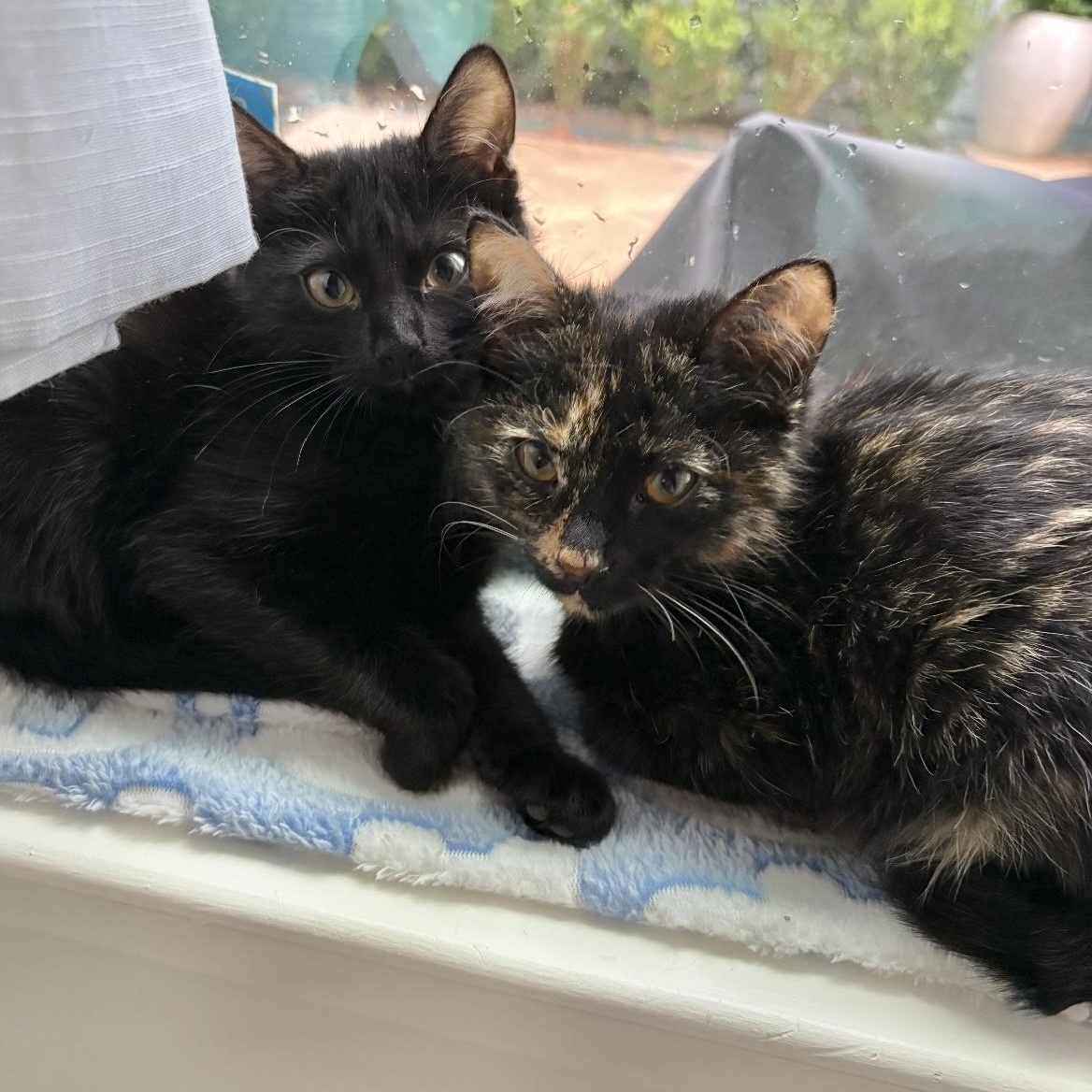 Enlarge Gretchen and Cady, a Adoptable Domestic Short Hair in New Orleans, LA image 3/6