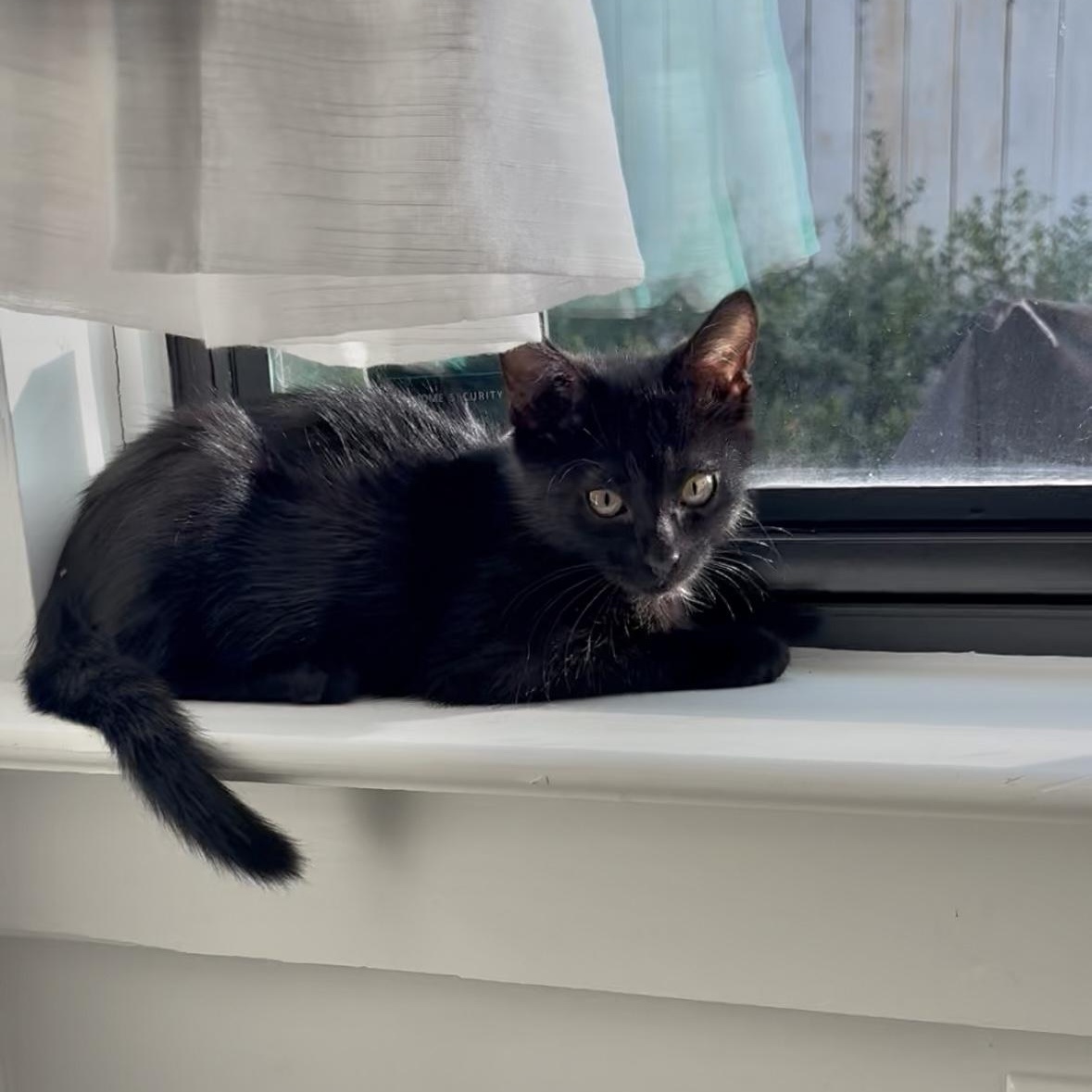 Gretchen and Cady, a Adoptable Domestic Short Hair in New Orleans, LA image 6/6