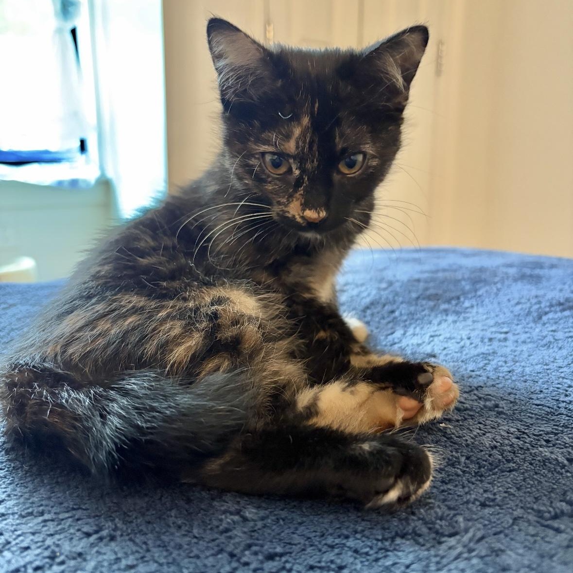 Enlarge Gretchen and Cady, a Adoptable Domestic Short Hair in New Orleans, LA image 5/6