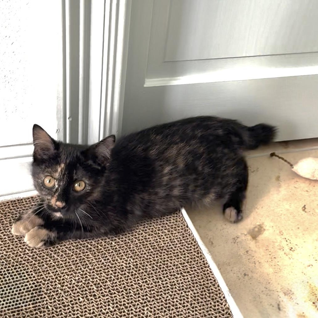 Gretchen and Cady, a Adoptable Domestic Short Hair in New Orleans, LA image 5/6