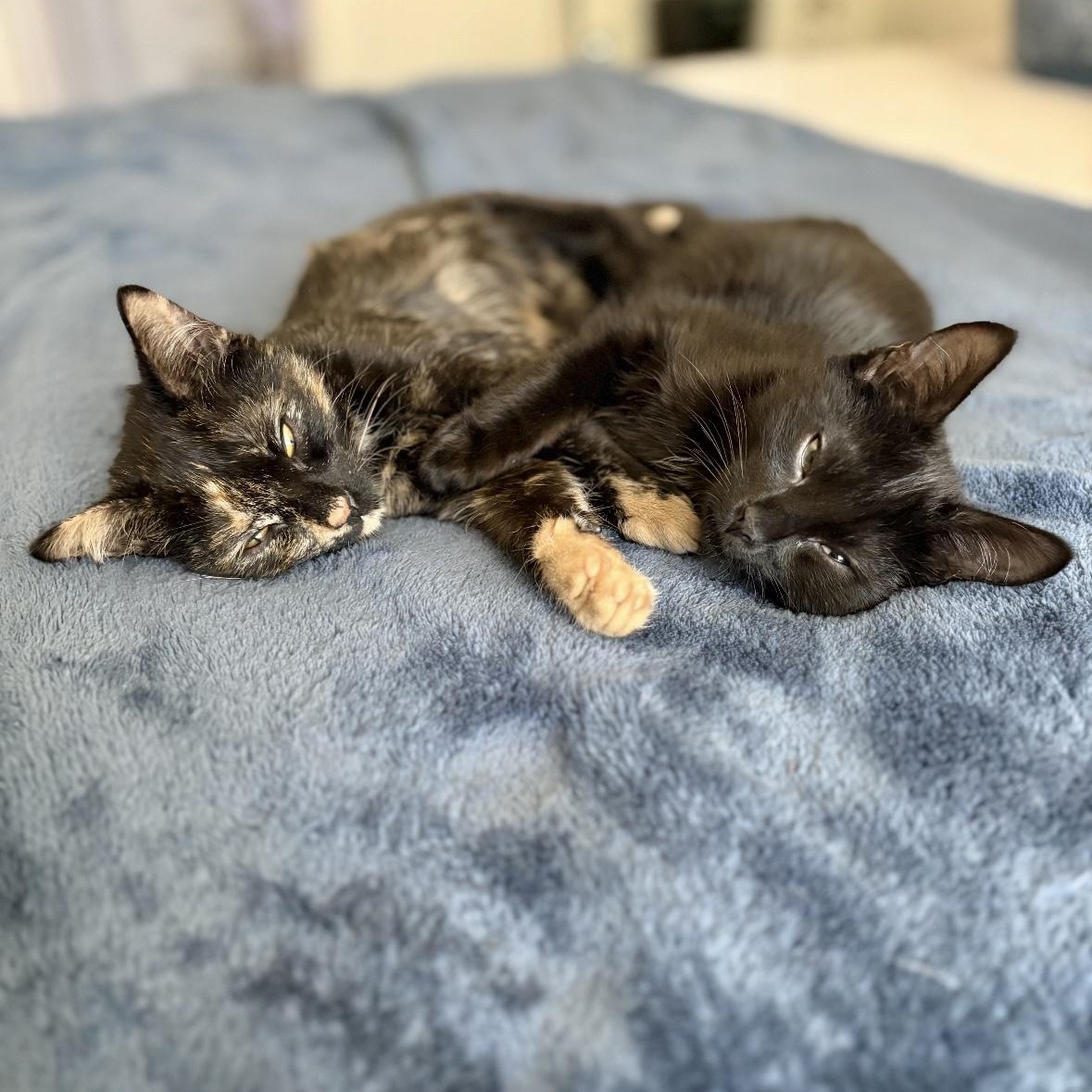 Gretchen and Cady, Adoptable, Kitten Female Domestic Short Hair.