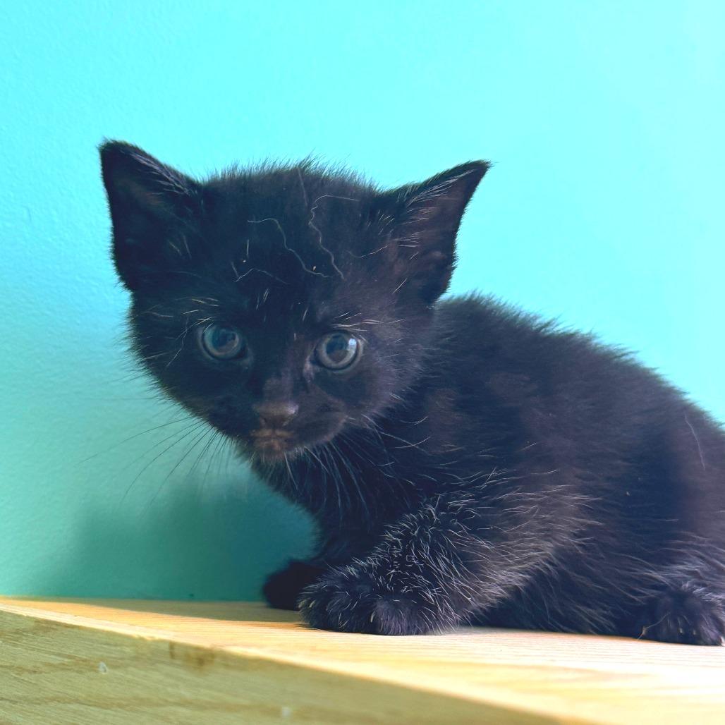 Mascara, a Adoptable Domestic Short Hair in Marion, VA image 1/6