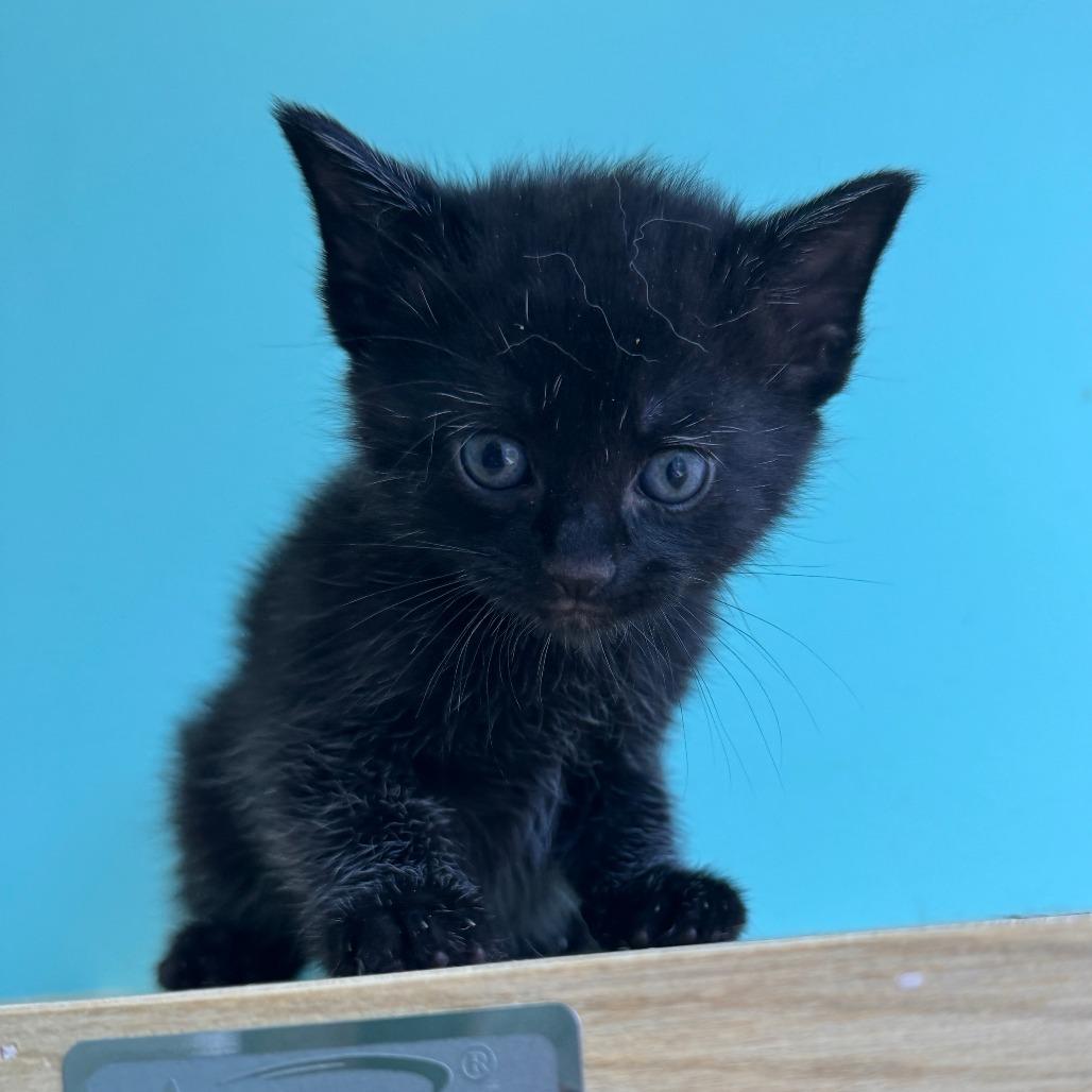 Mascara, a Adoptable Domestic Short Hair in Marion, VA image 2/6