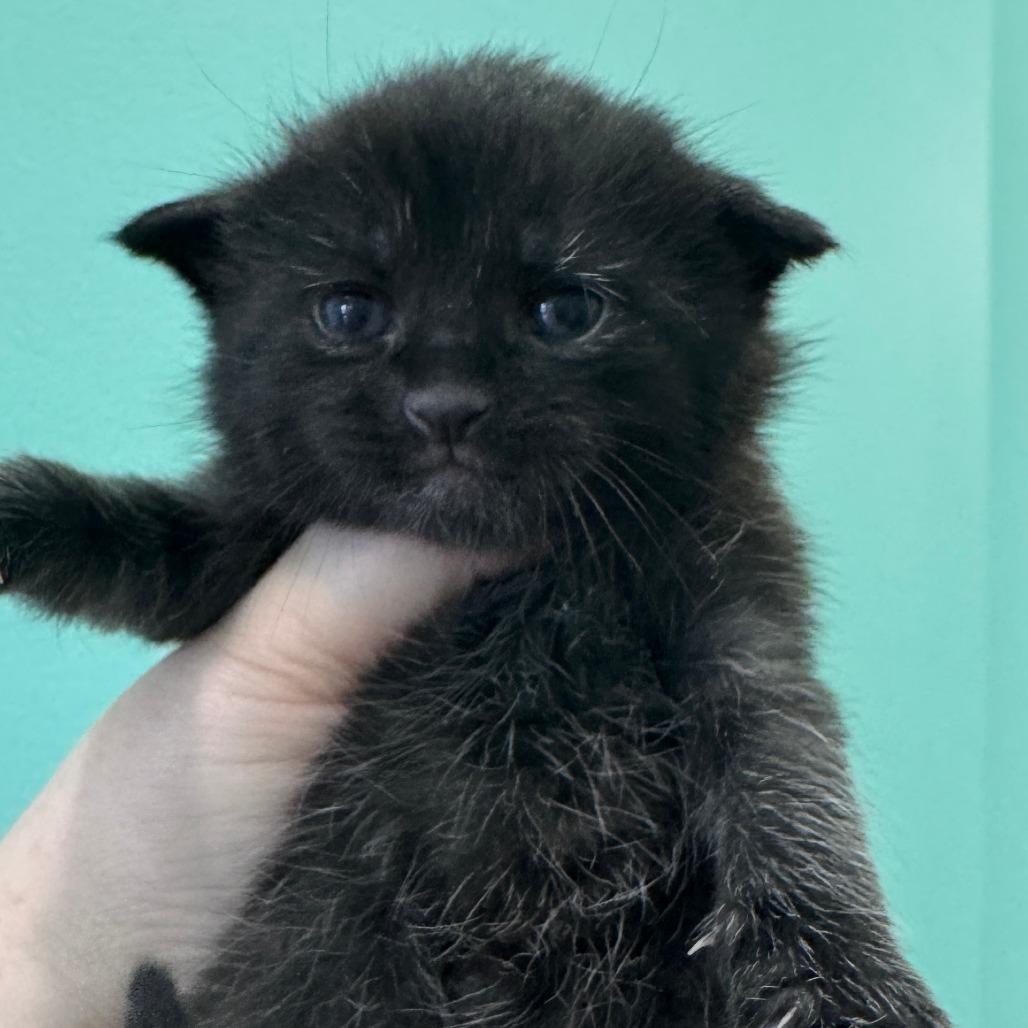 Mascara, a Adoptable Domestic Short Hair in Marion, VA image 3/6