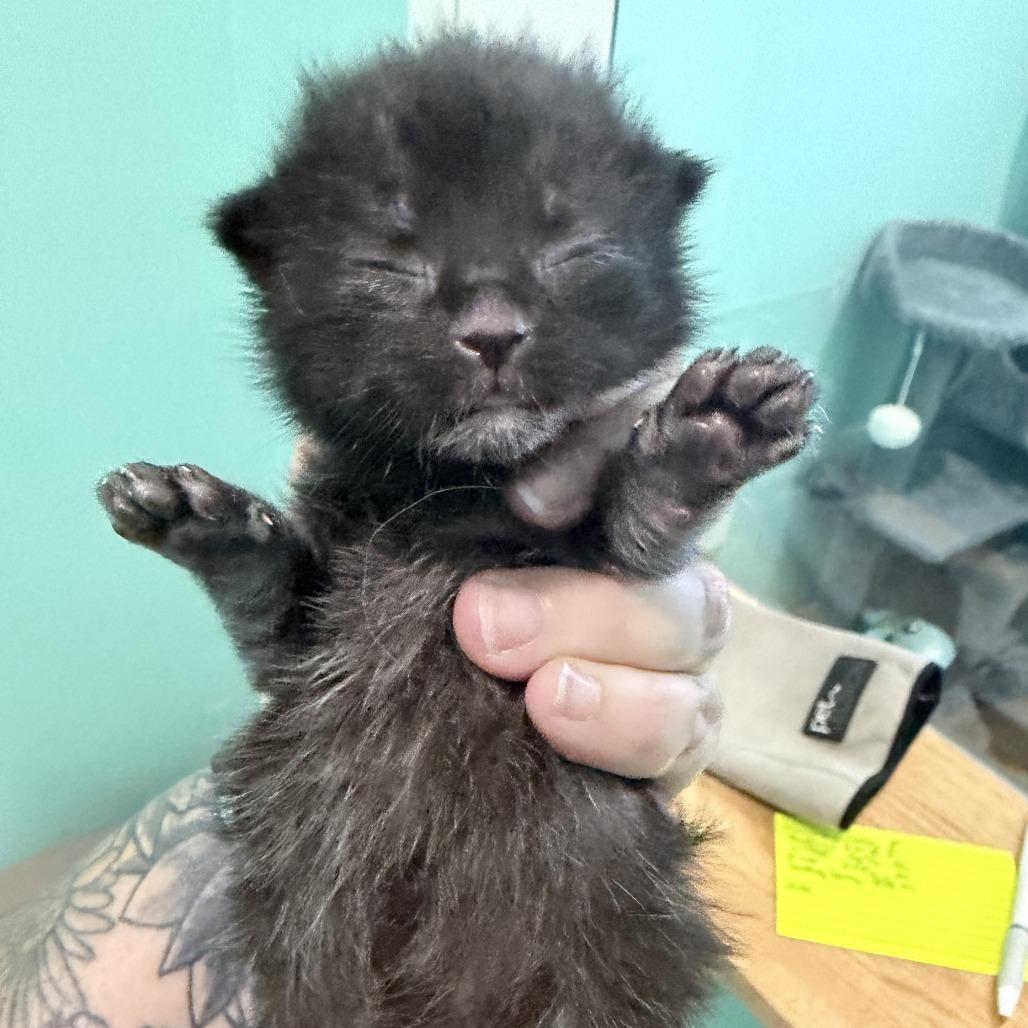 Mascara, a Adoptable Domestic Short Hair in Marion, VA image 5/6
