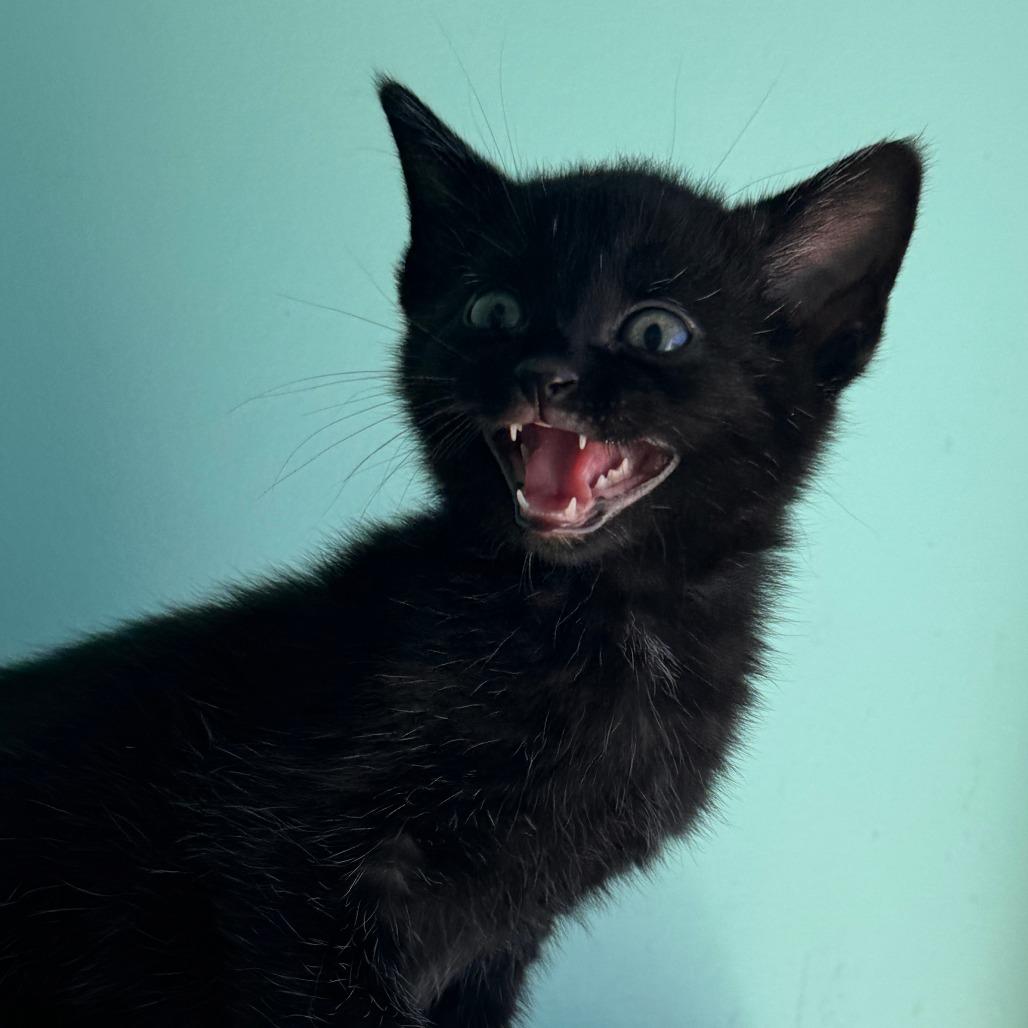 Mascara, a Adoptable Domestic Short Hair in Marion, VA image 6/6