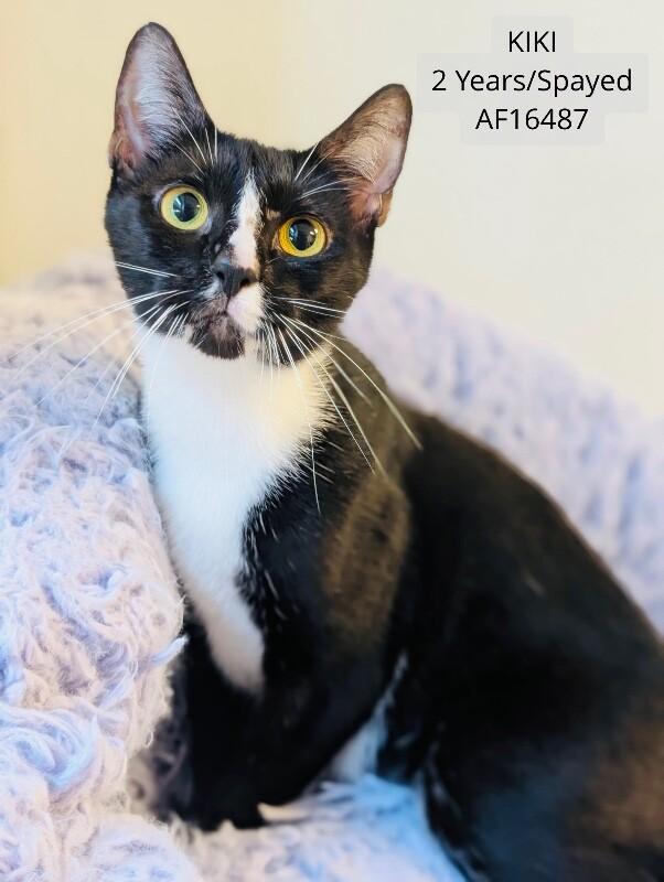 KiKi, Adoptable, Adult Female Domestic Short Hair.