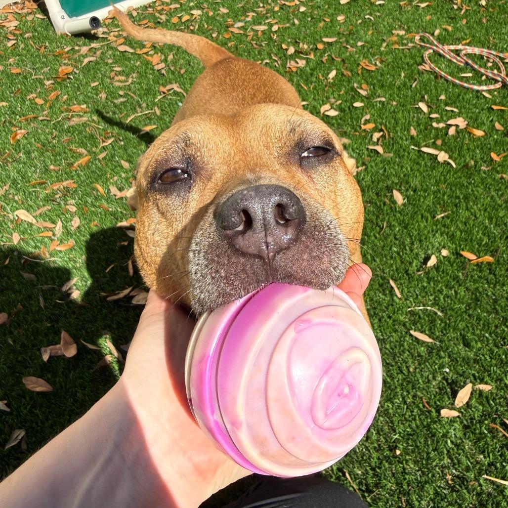 Neptune, a Adoptable Terrier in Titusville, FL image 1/6