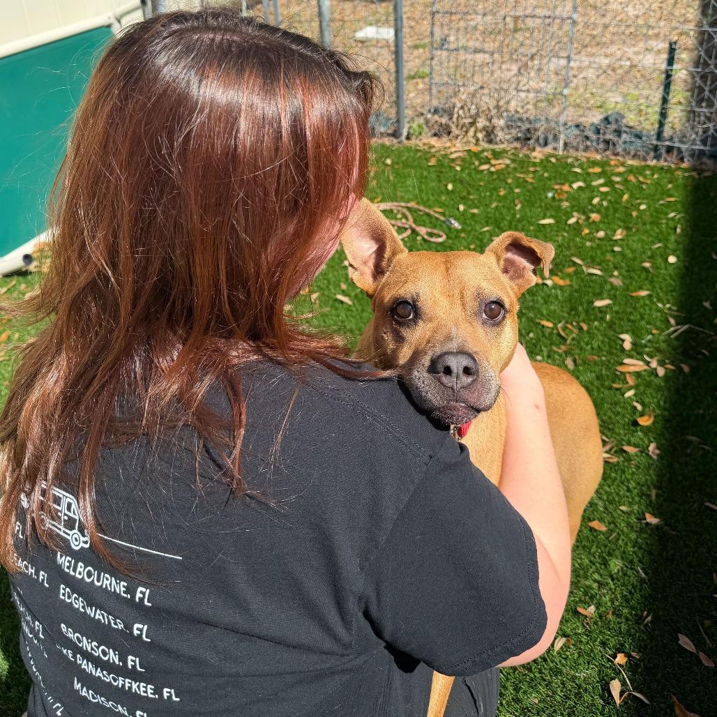 Neptune, a Adoptable Terrier in Titusville, FL image 2/6