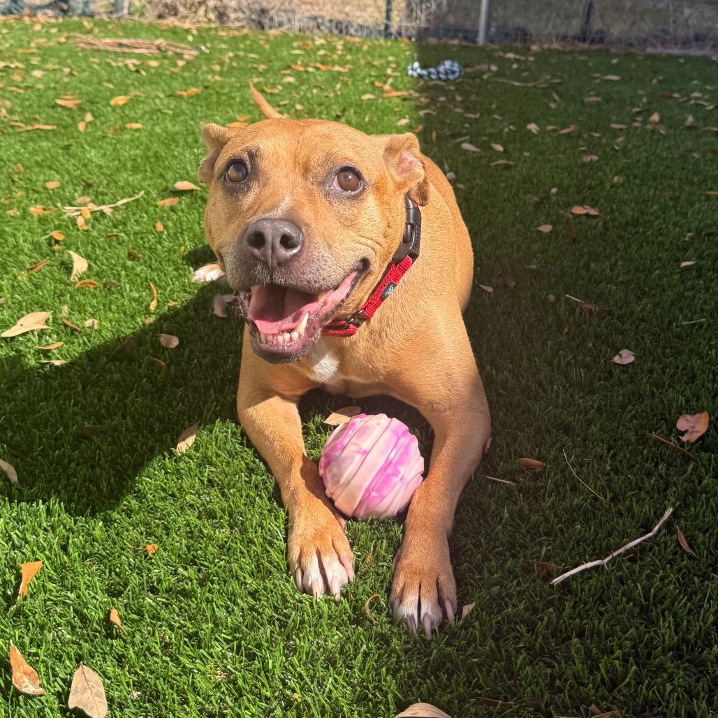 Neptune, a Adoptable Terrier in Titusville, FL image 3/6