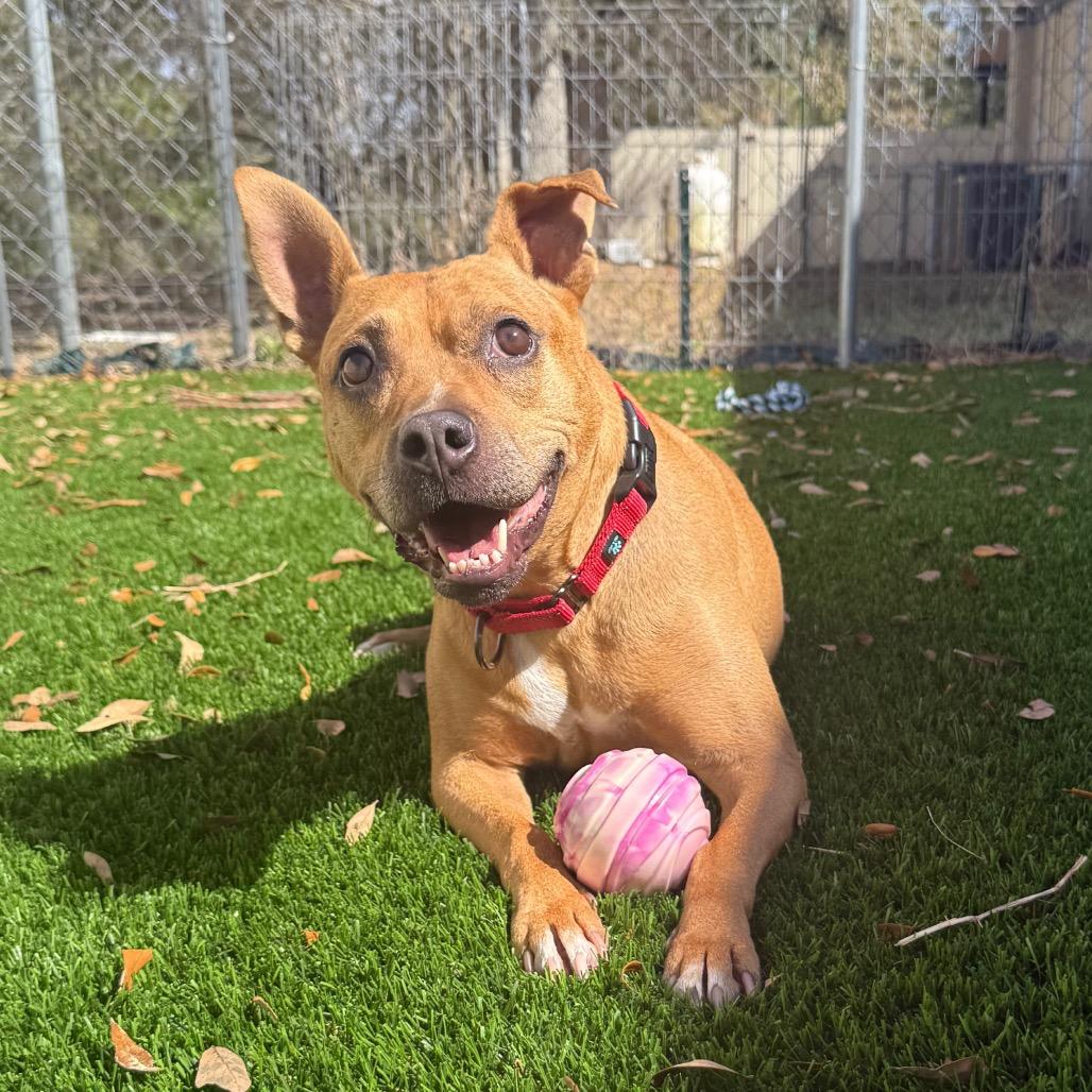 Neptune, a Adoptable Terrier in Titusville, FL image 4/6