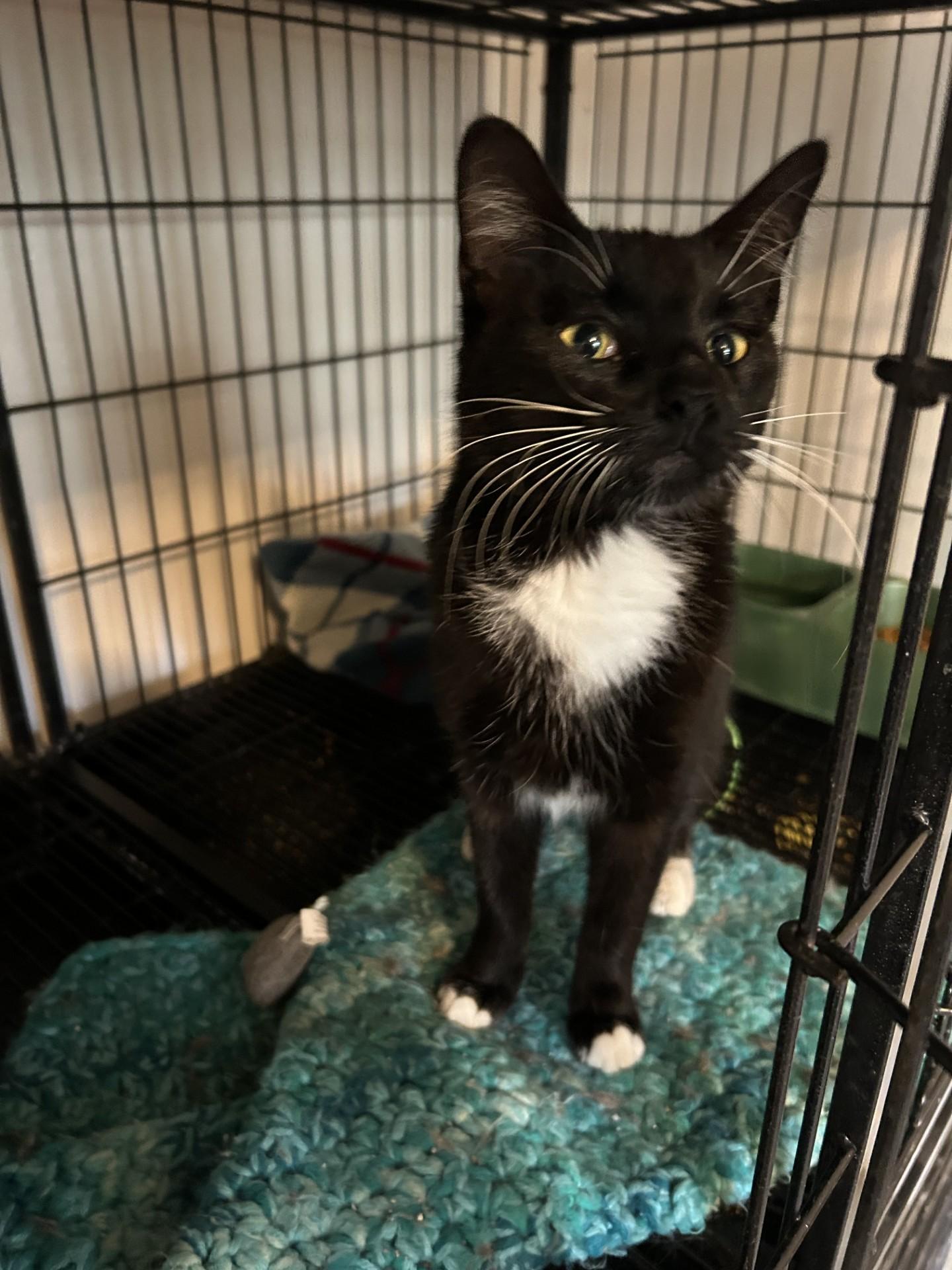 Enlarge Raven, a ADOPTABLE Domestic Short Hair in Baldwin, MI image 1/1