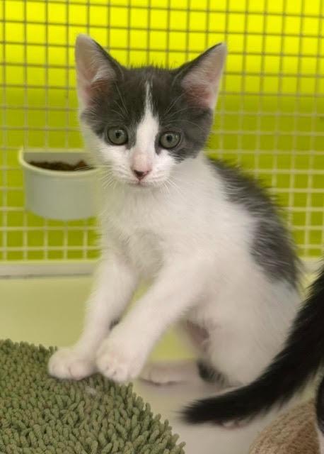 Enlarge Elle Woods, a Adoptable mixed breed in Fort Myers, FL image 1/1