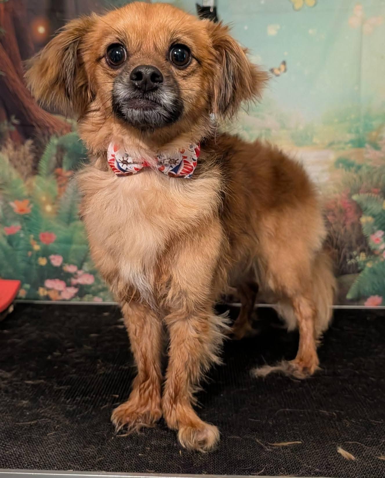 Enlarge Gunner, a Adoptable mixed breed in Columbia, MO image 1/2