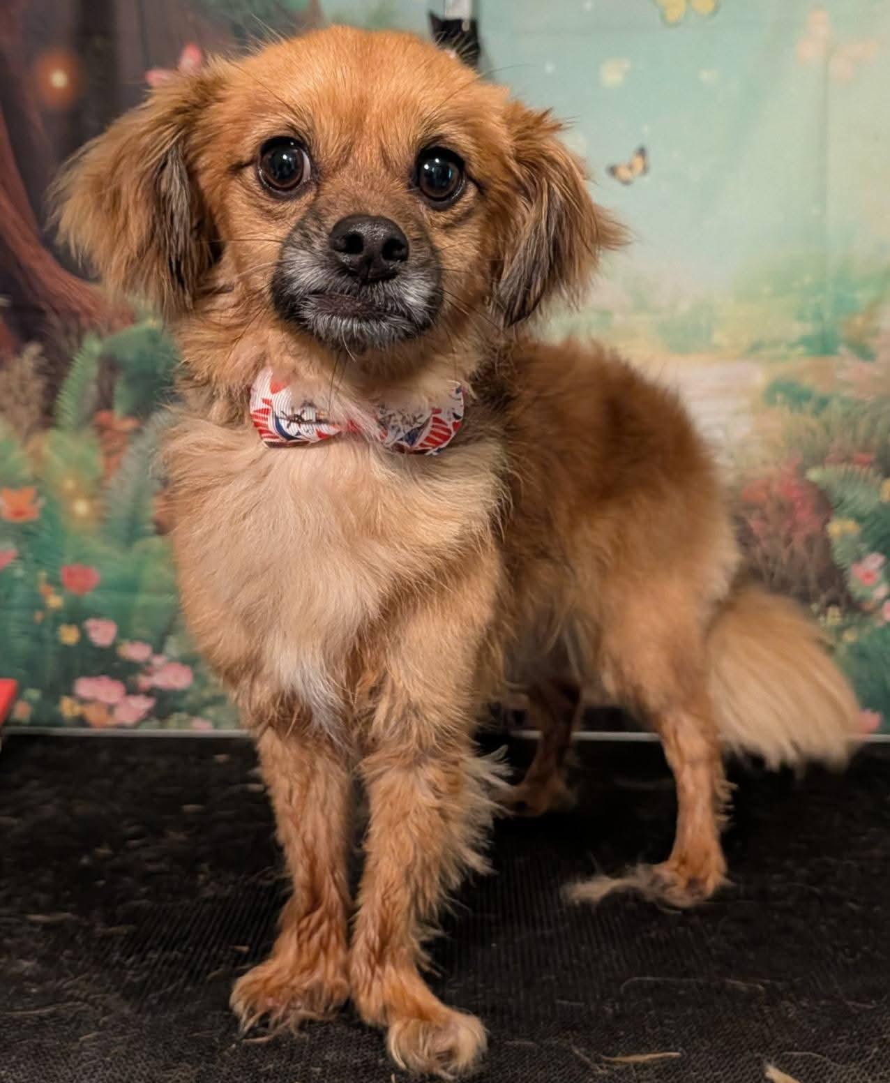 Enlarge Gunner, a Adoptable mixed breed in Columbia, MO image 2/2