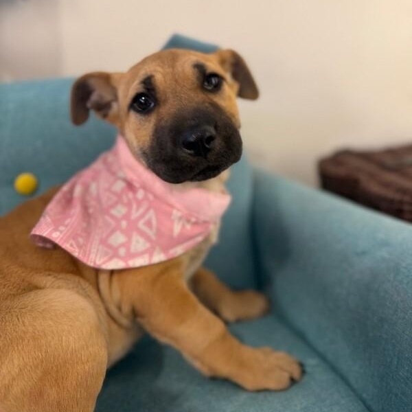 June Bandera — thumbnail 3