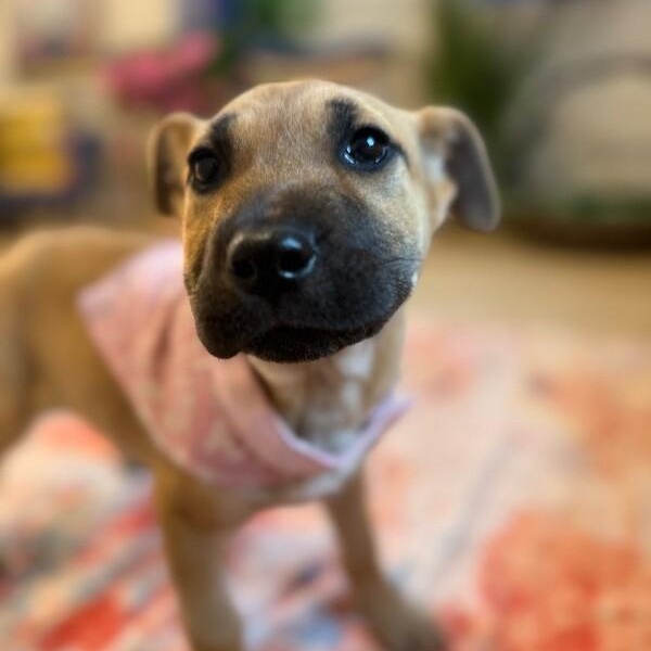 June Bandera — thumbnail 4