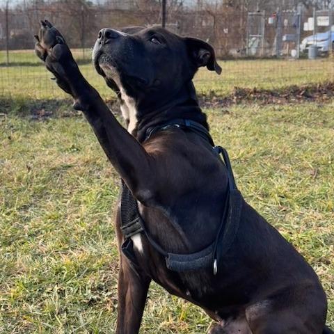 Emmett, a Adoptable Mixed Breed in South Haven, MI image 1/6