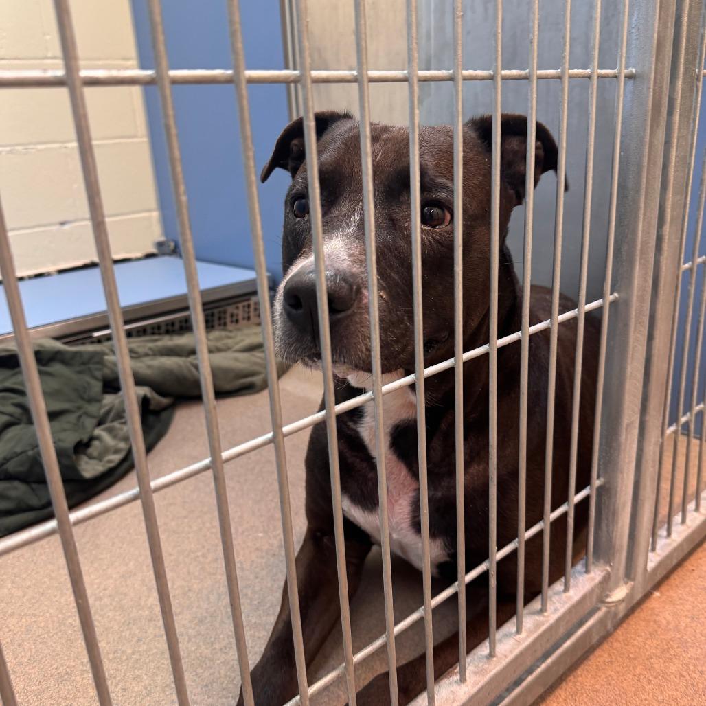 Emmett, a Adoptable Mixed Breed in South Haven, MI image 2/6