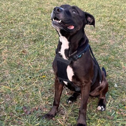 Emmett, a Adoptable Mixed Breed in South Haven, MI image 3/6