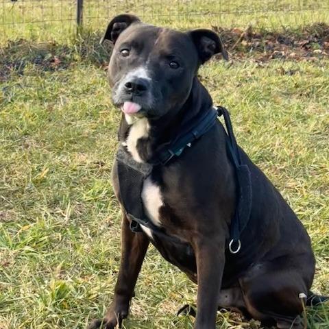 Emmett, a Adoptable Mixed Breed in South Haven, MI image 4/6
