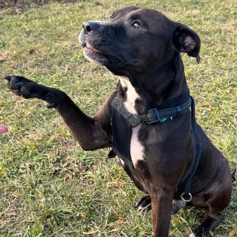 Emmett, a Adoptable Mixed Breed in South Haven, MI image 5/6