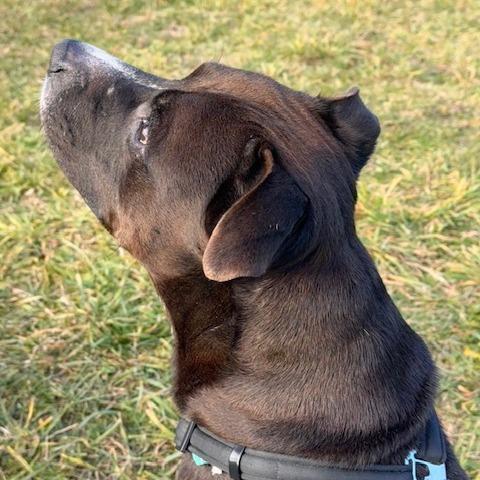 Emmett, a Adoptable Mixed Breed in South Haven, MI image 6/6