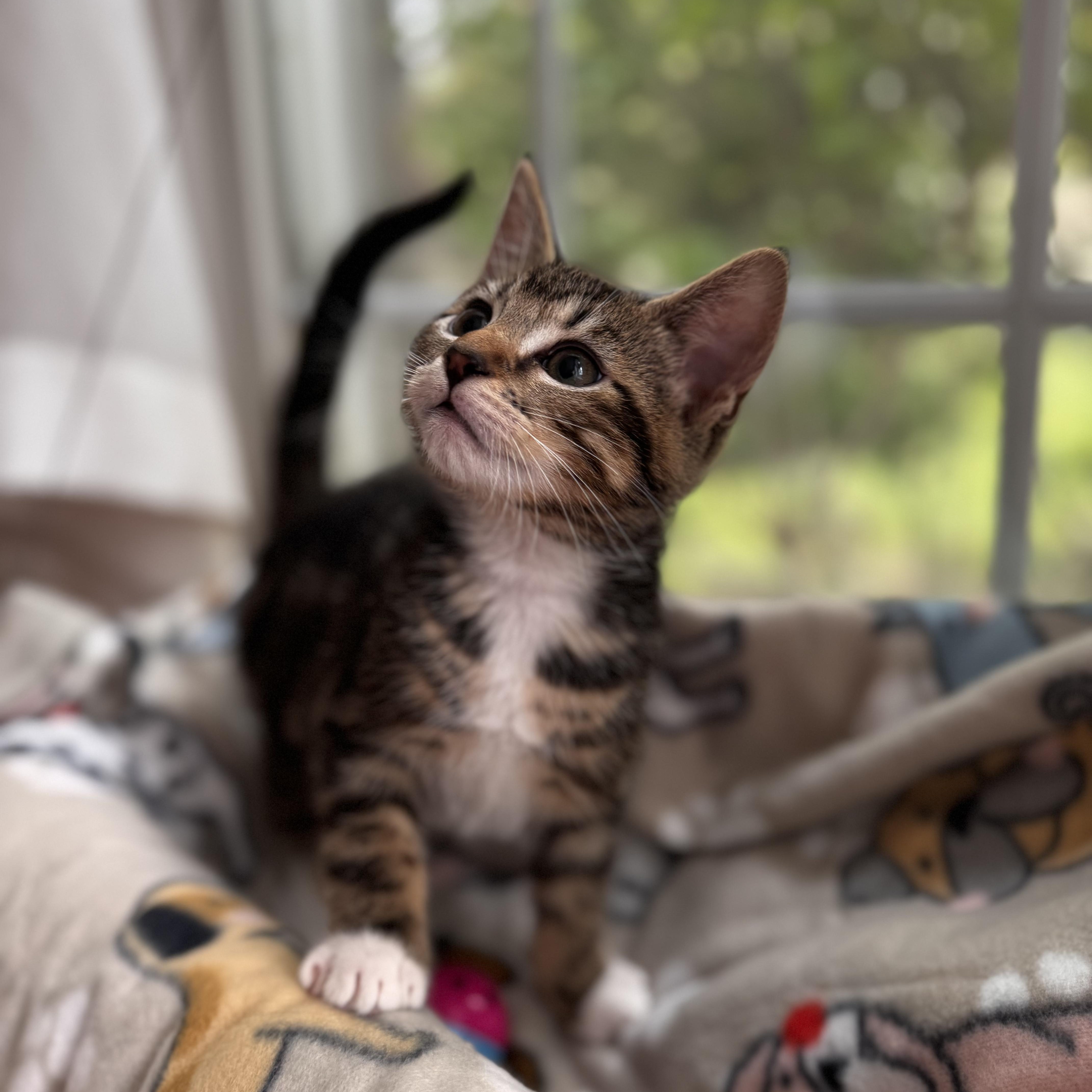 MARLIN, an adopted Domestic Short Hair in East Greenwich, RI image 2/6