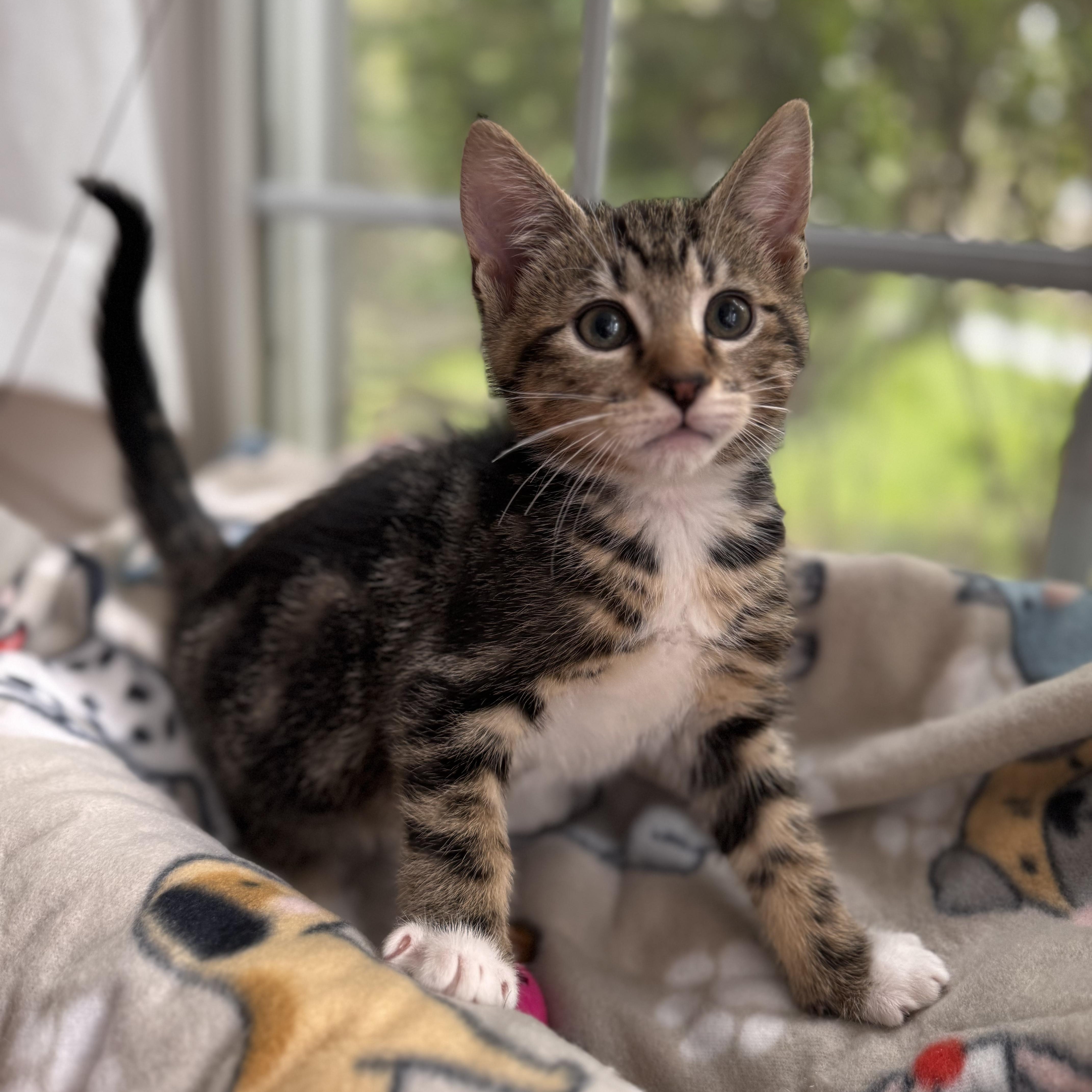 MARLIN, adopted, Kitten Male Domestic Short Hair.