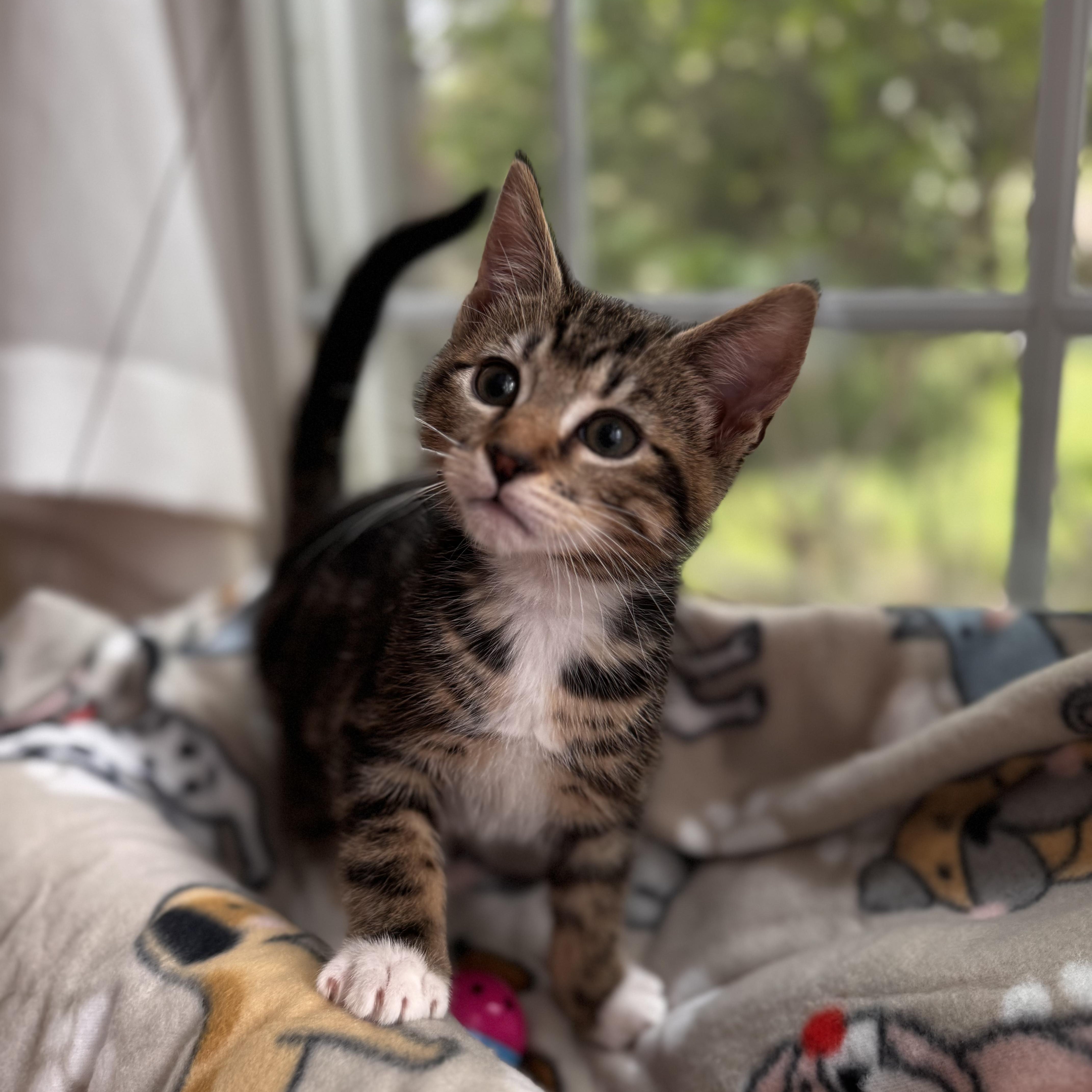 MARLIN, an adopted Domestic Short Hair in East Greenwich, RI image 3/6