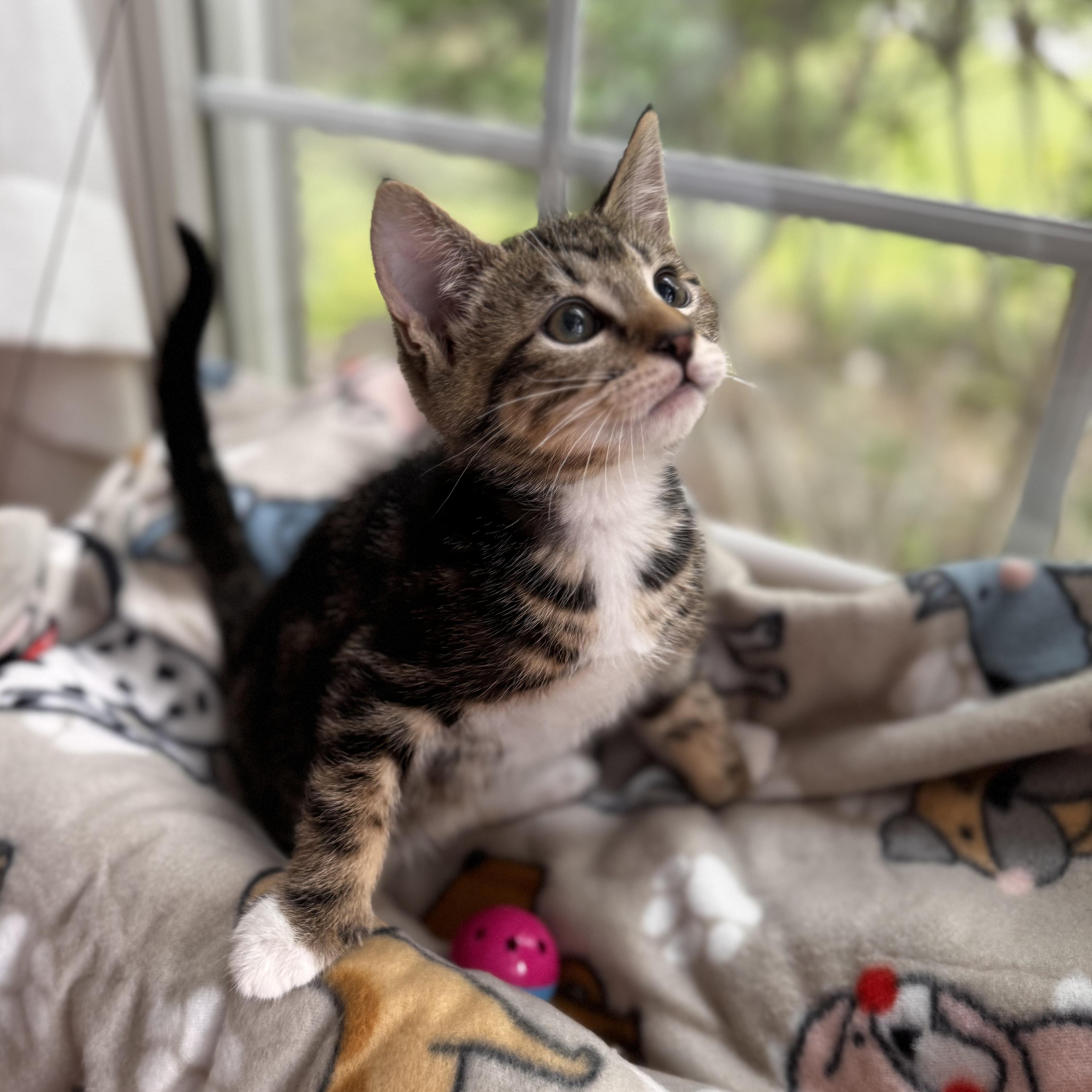 MARLIN, an adopted Domestic Short Hair in East Greenwich, RI image 4/6