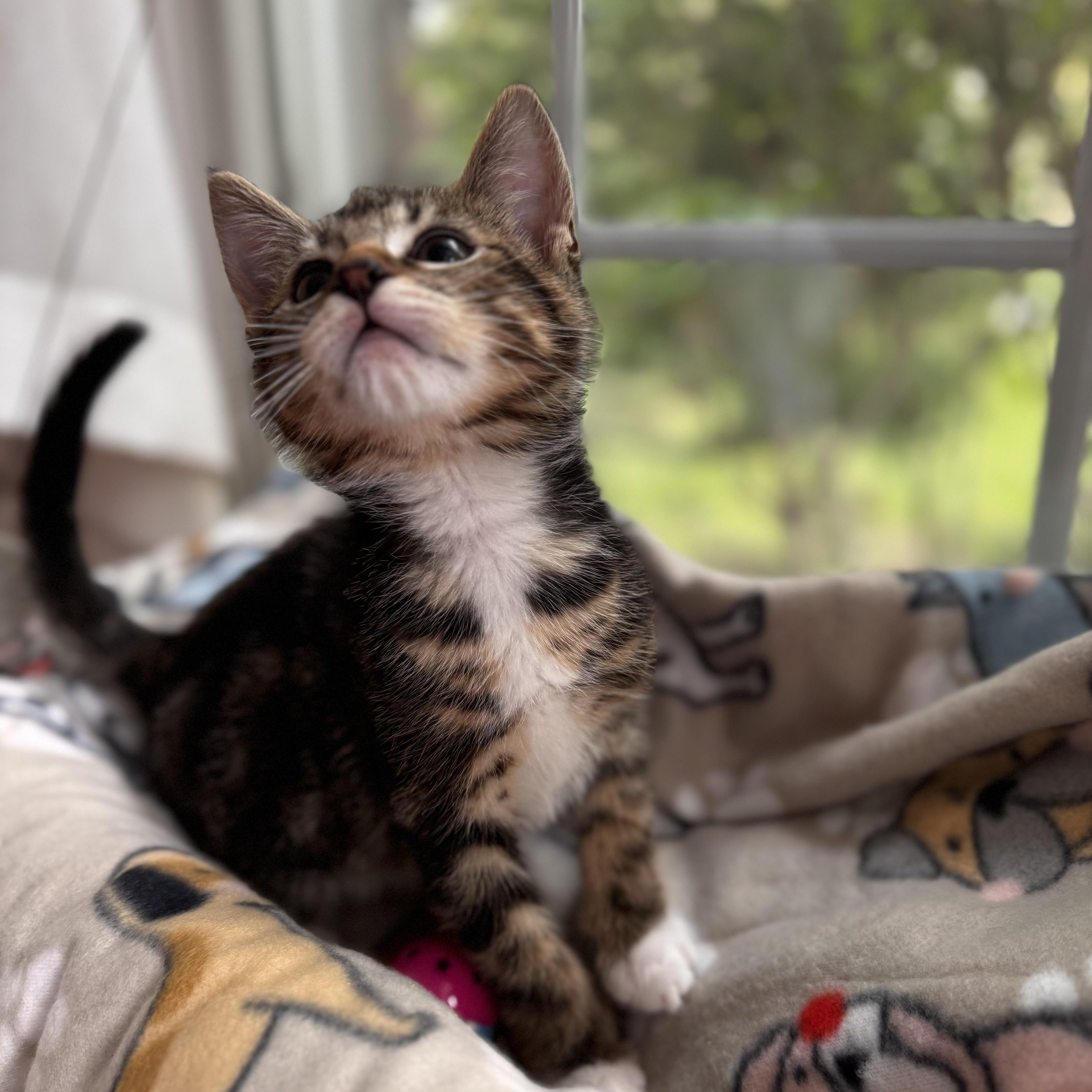 MARLIN, an adopted Domestic Short Hair in East Greenwich, RI image 5/6