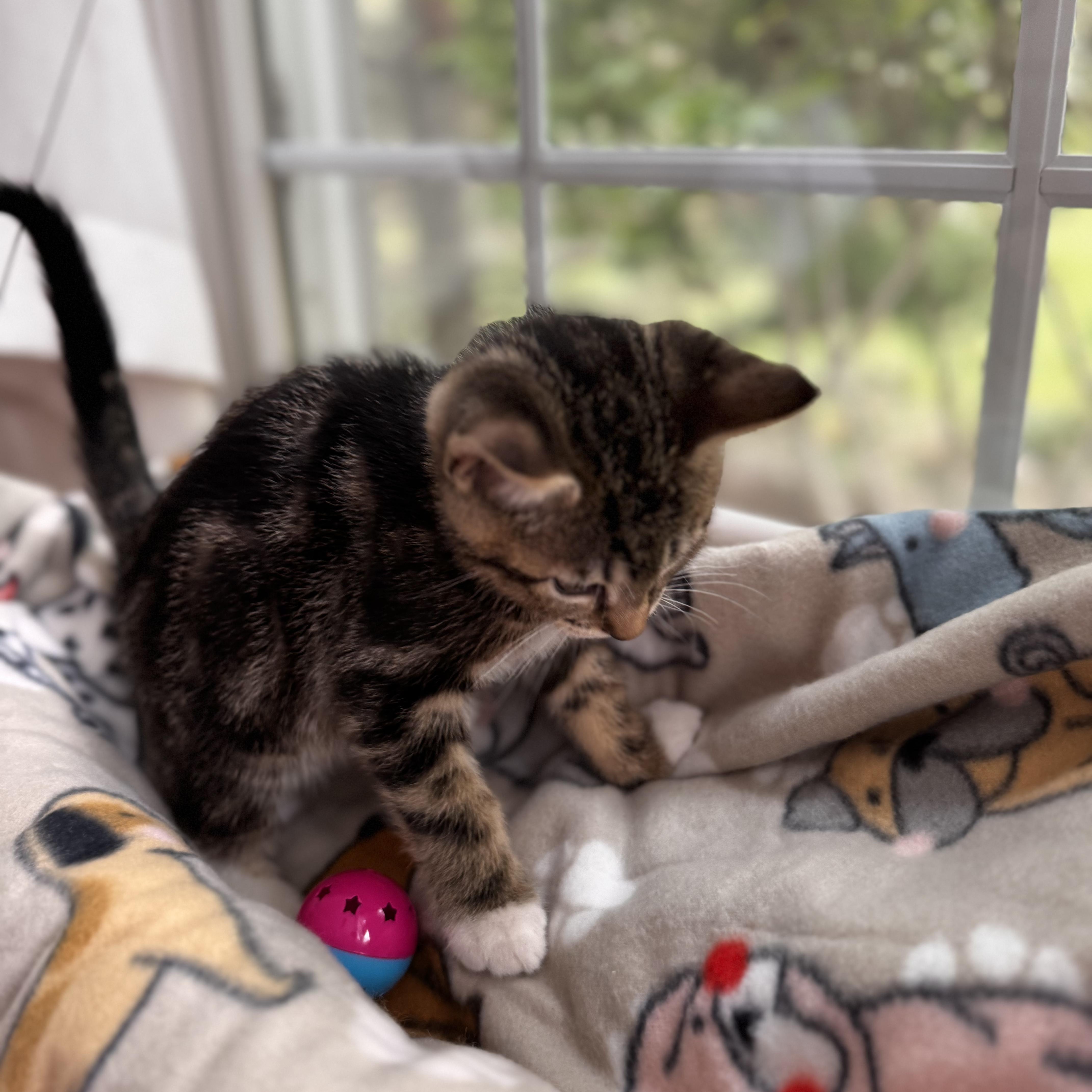 MARLIN, an adopted Domestic Short Hair in East Greenwich, RI image 6/6