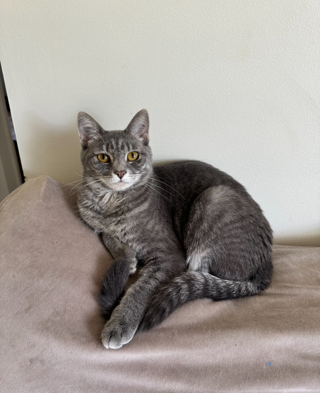 Bobbi, a Adoptable Domestic Short Hair in Waldorf, MD image 1/12