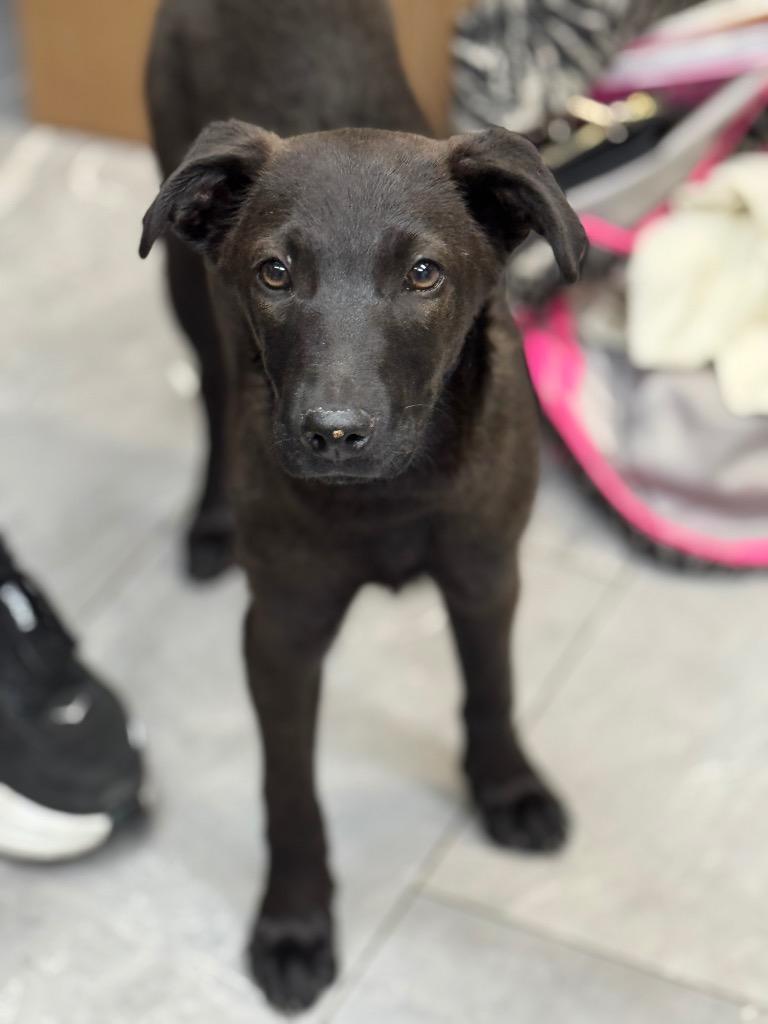 Moo-Shu, a Adoptable mixed breed in Fort Lupton, CO image 1/6